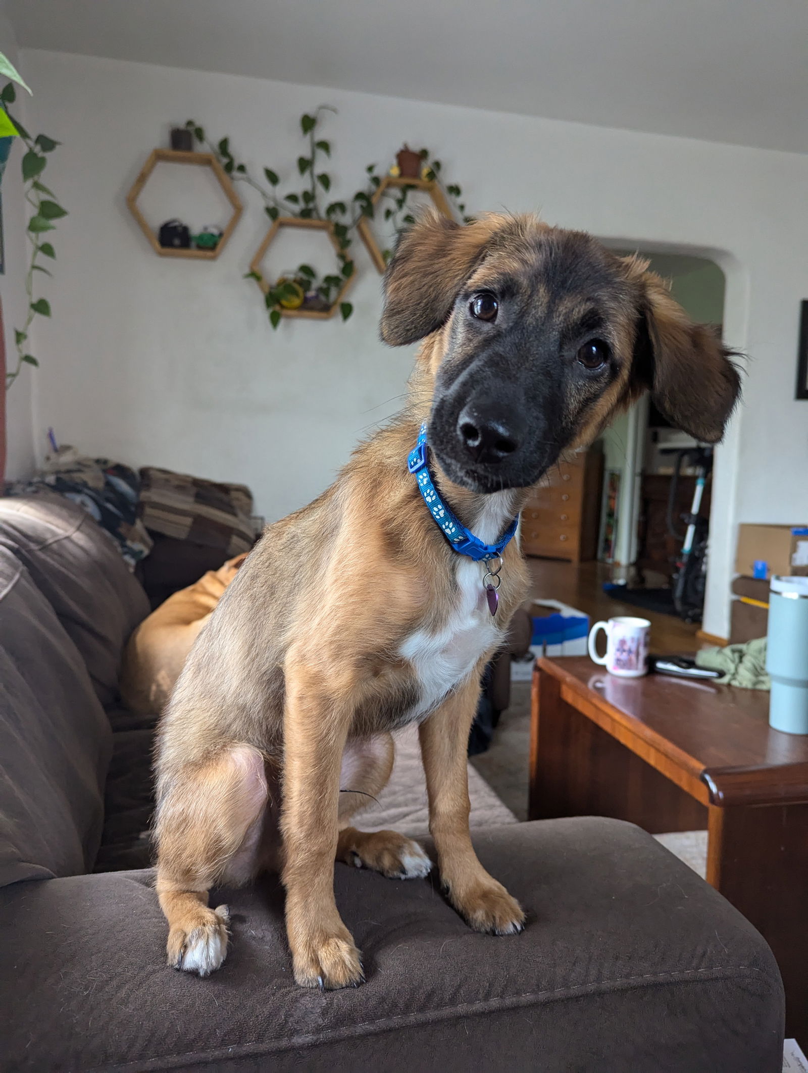 adoptable Dog in Mission Viejo, CA named Chevy