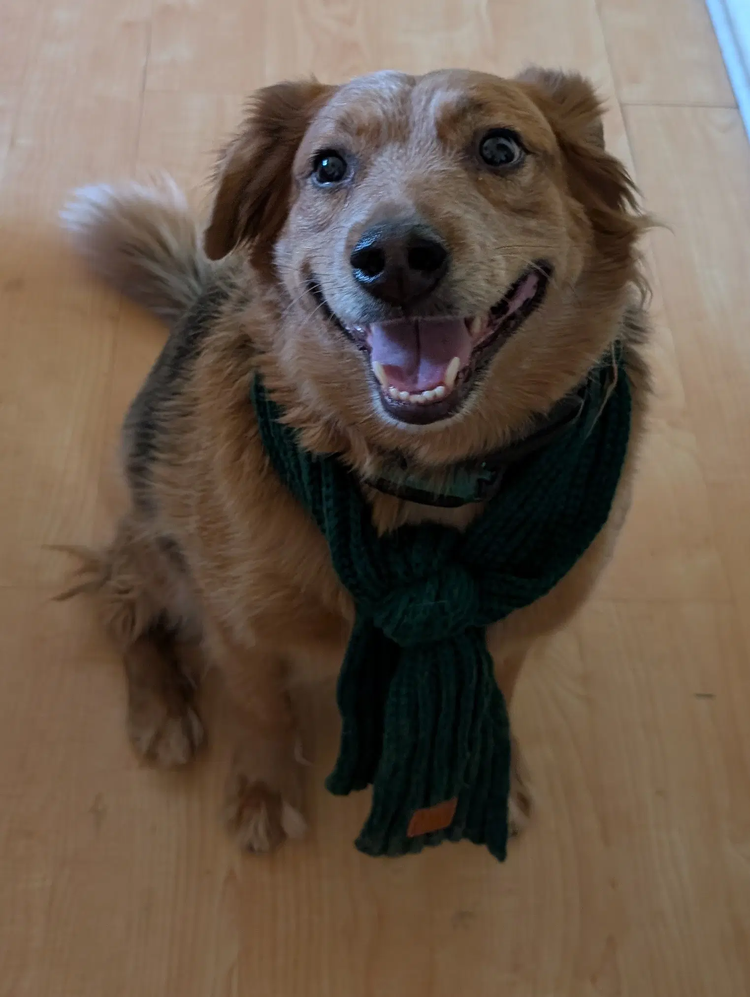 Denver - Australian Cattle Dog/Blue Heeler