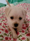 Joey