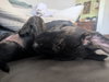 Ozzy Pawsbourne Prince of Barkness