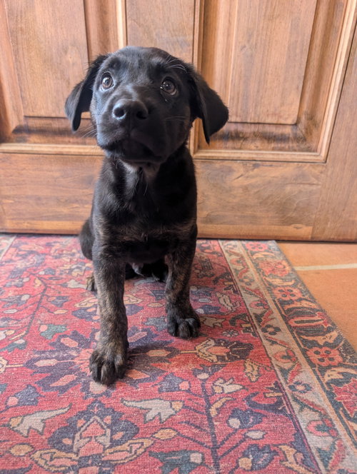 Ozzy Pawsbourne Prince of Barkness