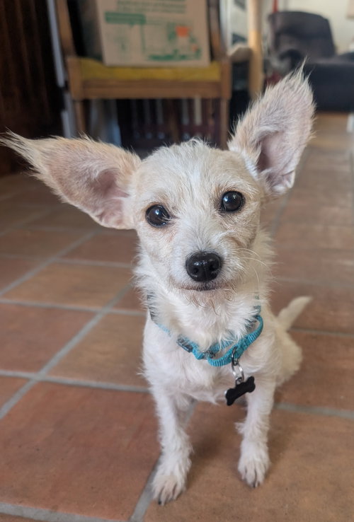 picture of the dog needing adoption
