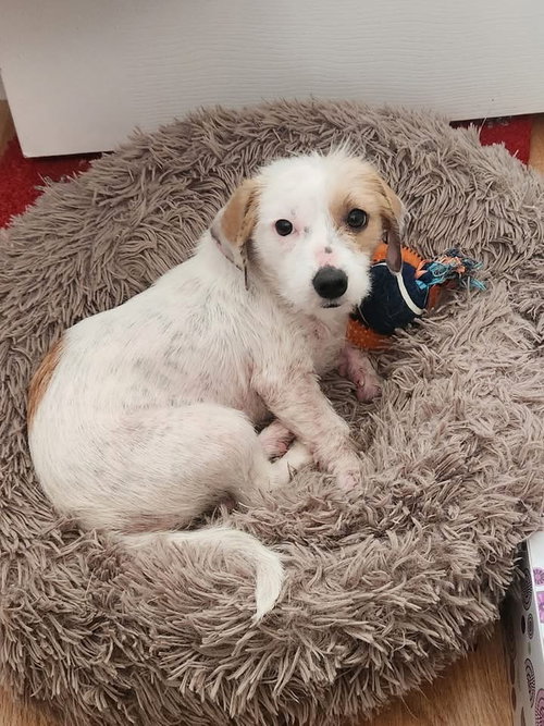 picture of the dog needing adoption