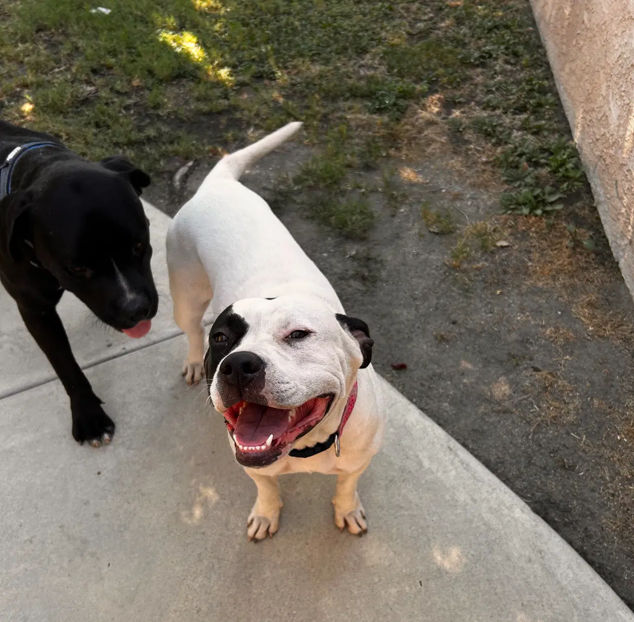 Ethel - Boxer