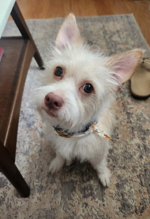 picture of the dog needing adoption