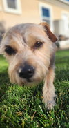 Roxy