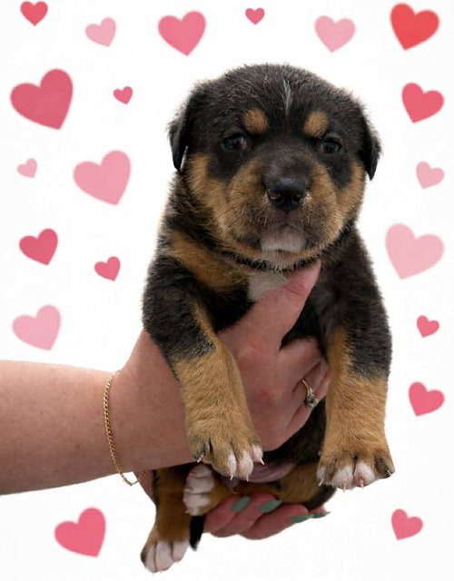 picture of the dog needing adoption
