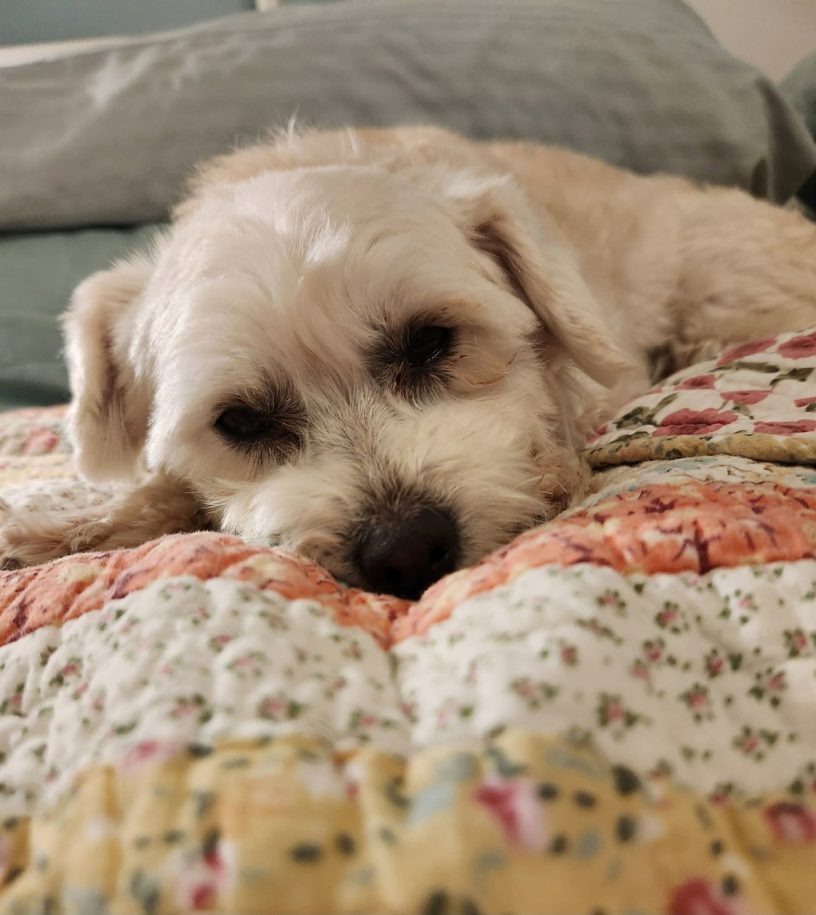 Benny Image