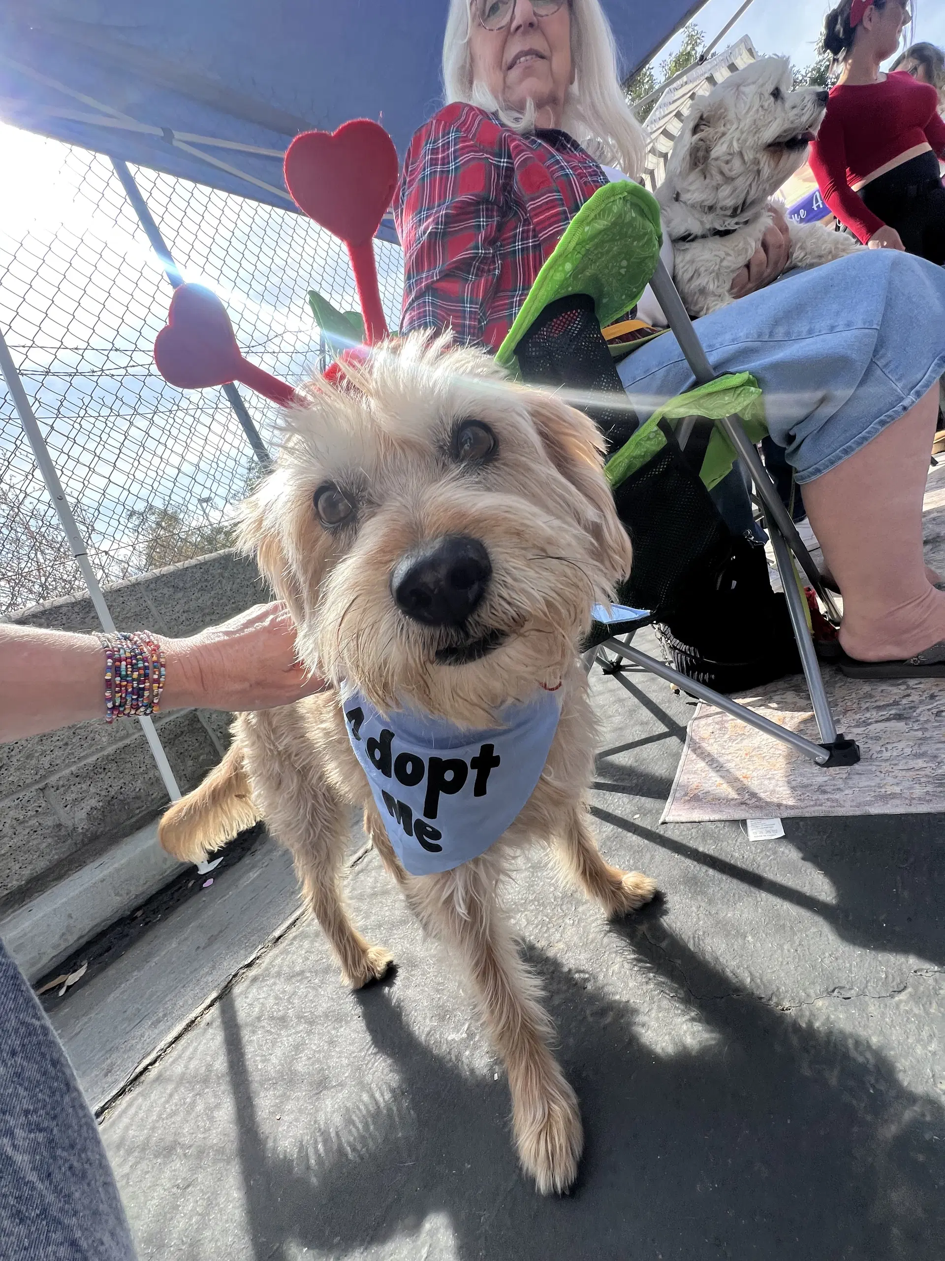 Cowboy - Terrier