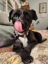 Heidi