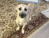 Indie (Harper from Devore)