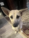 Indie (Harper from Devore)