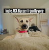 Indie (Harper from Devore)
