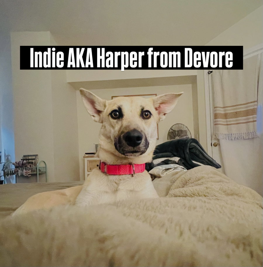 Indie (Harper from Devore)