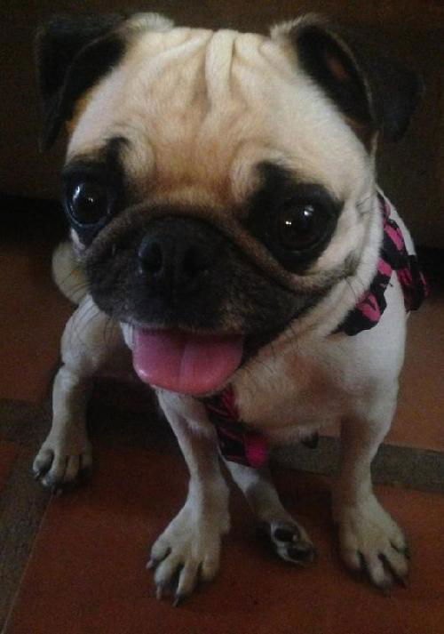 DOLLY