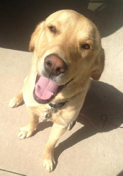 BRODY