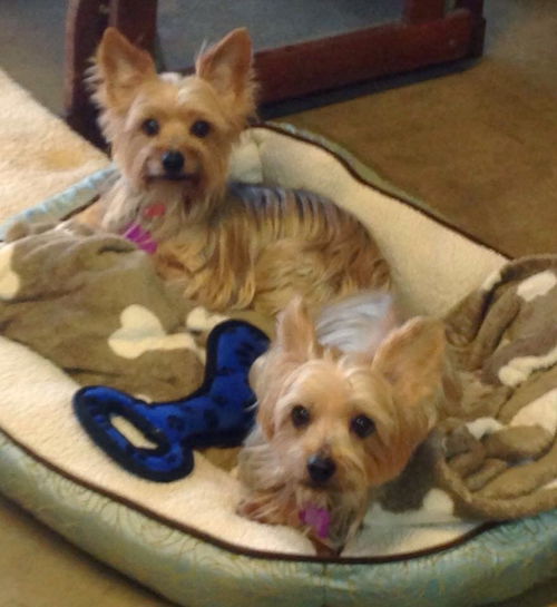 Cricket and Taz