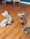 Cricket and Taz