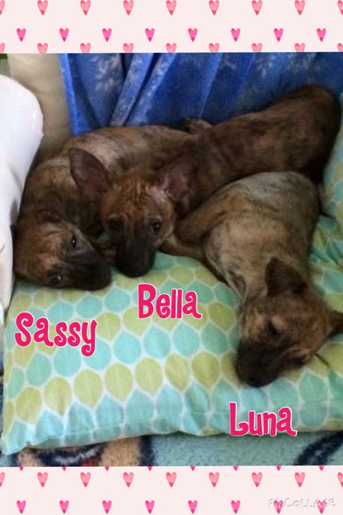 Luna & Sassy