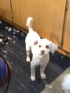 Buddy