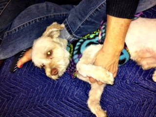 Buddy