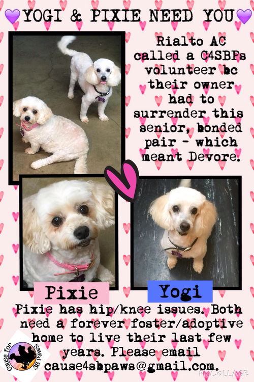 Pixie & Yogi