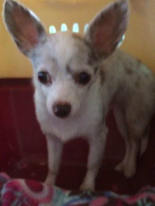 Chula