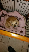 Gretel