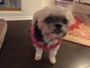 Lucy