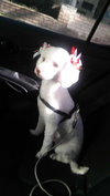 Sofie