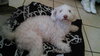 Sofie