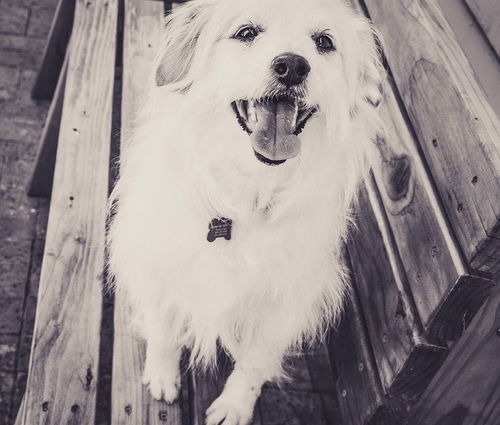 Goofy