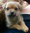 Chewy