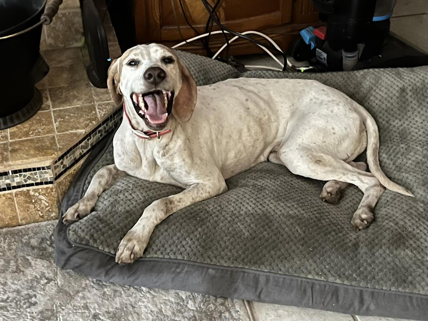 Dog for Adoption Cricket, a English Pointer in Flagler County, FL