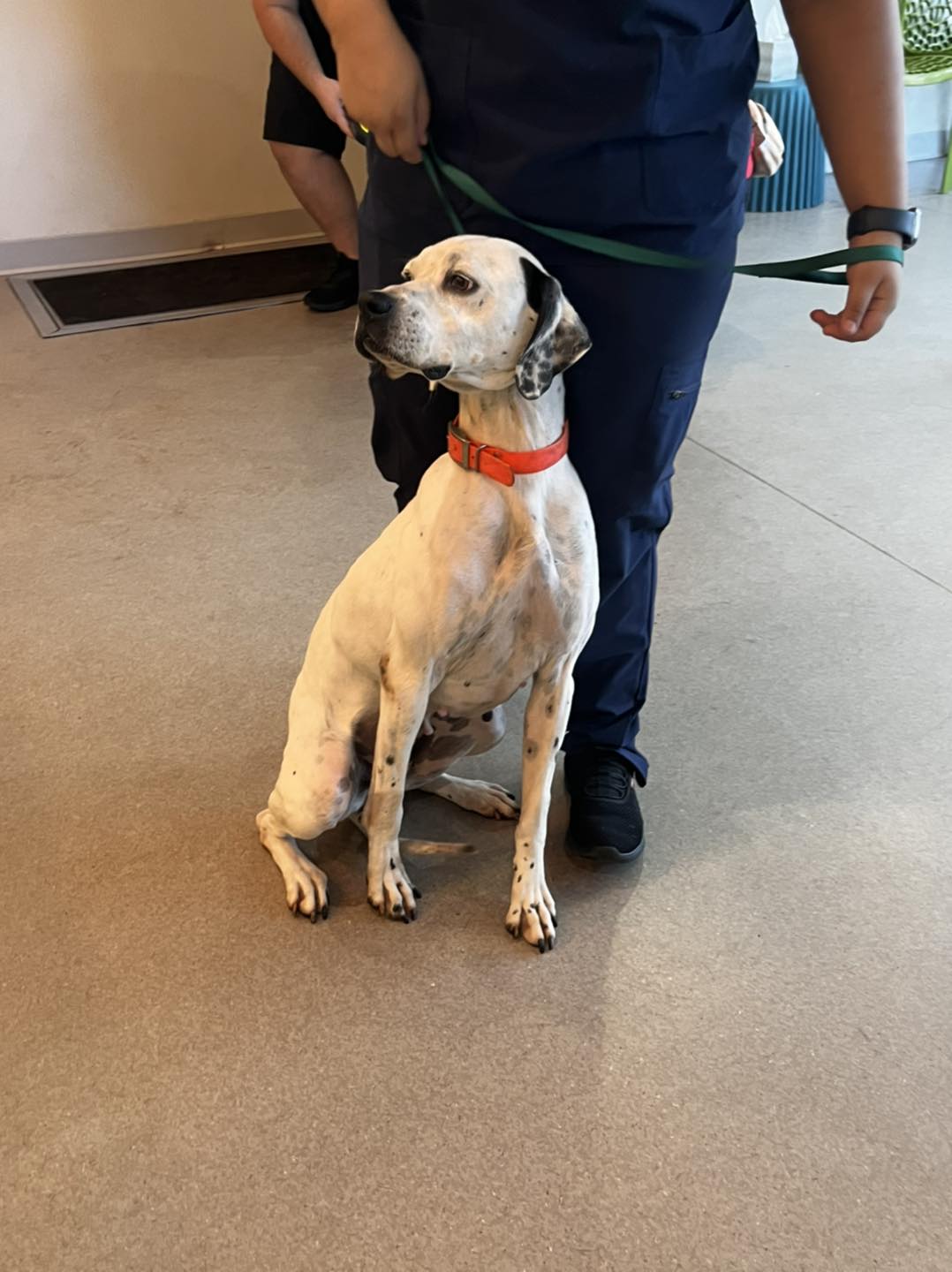 Dog for Adoption Savannah, a Pointer in Palm Coast, FL Alpha Paw
