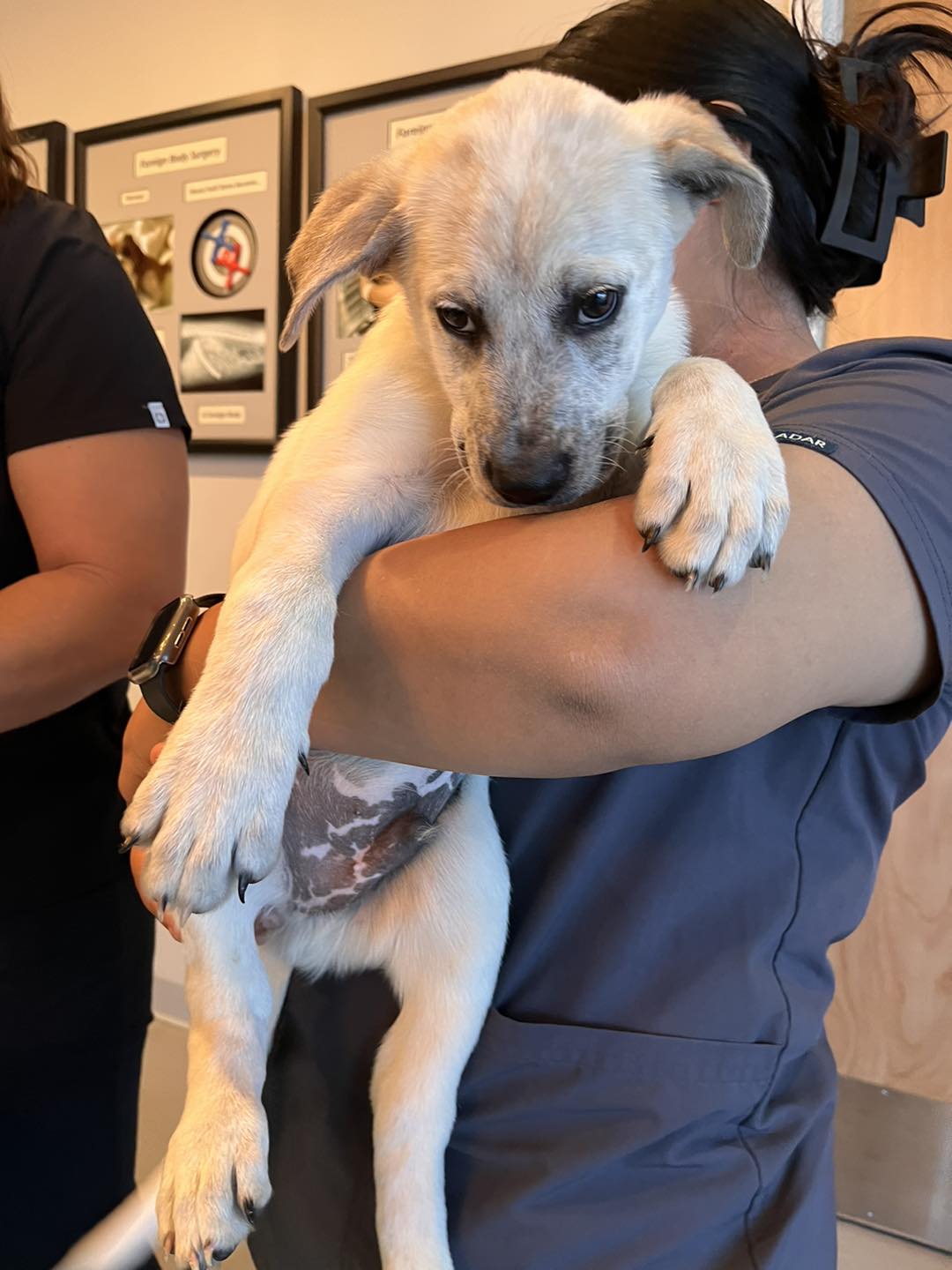 Dog for Adoption Pepper, a Australian Cattle Dog/Blue Heeler in North Deland, FL Alpha Paw
