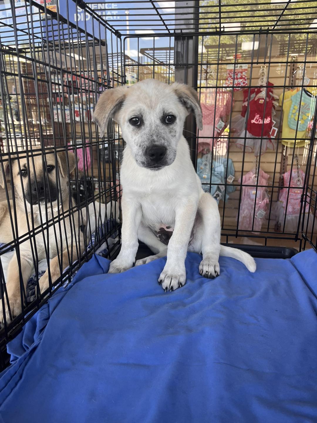 Dog for Adoption Pepper, a Australian Cattle Dog/Blue Heeler in North