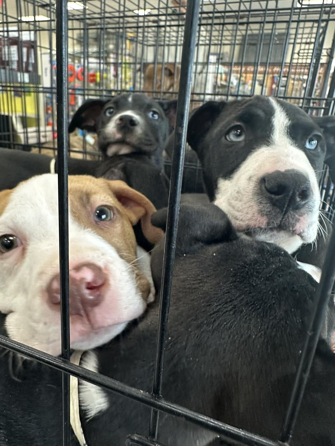 Dog for Adoption The "D" litter, a American Pit Bull Terrier in
