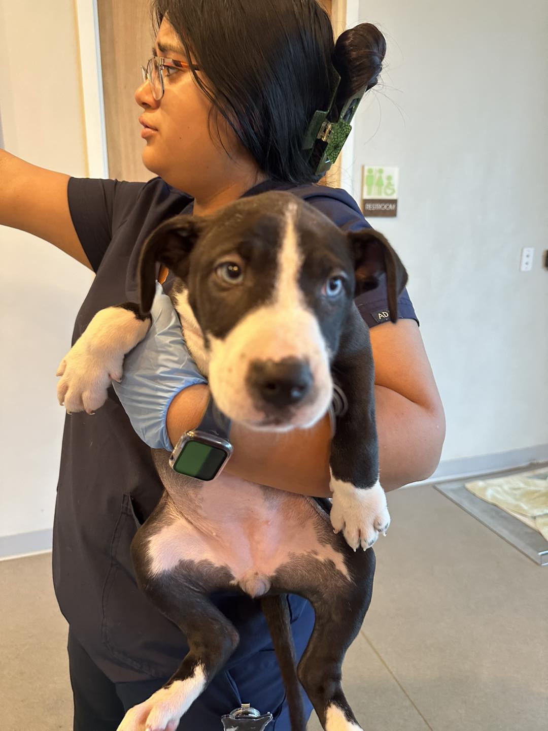 Dog for Adoption The "D" litter, a American Pit Bull Terrier in