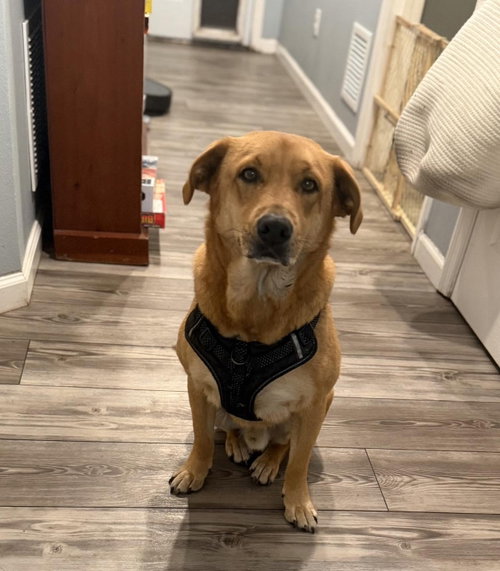 Copper, an adoptable Labrador Retriever in New Smyrna Beach, FL