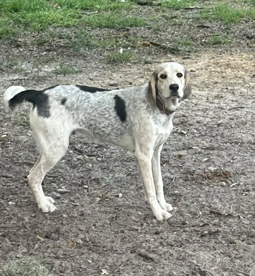 Tate, an adoptable Bluetick Coonhound in New Smyrna Beach, FL