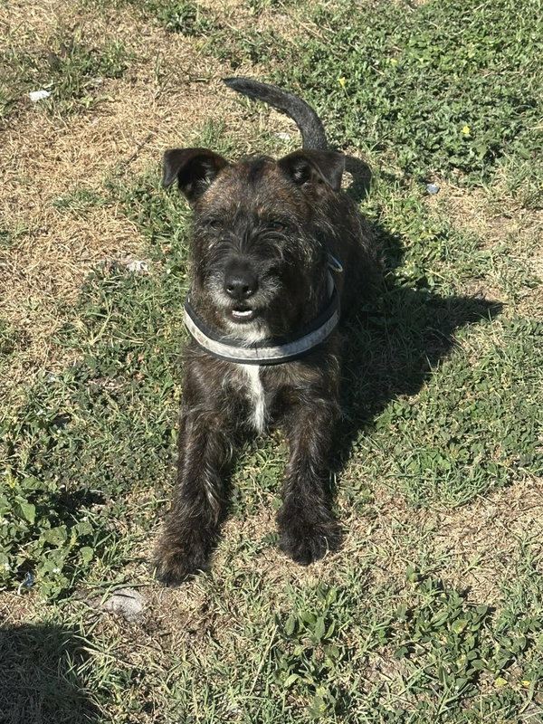 Buddy