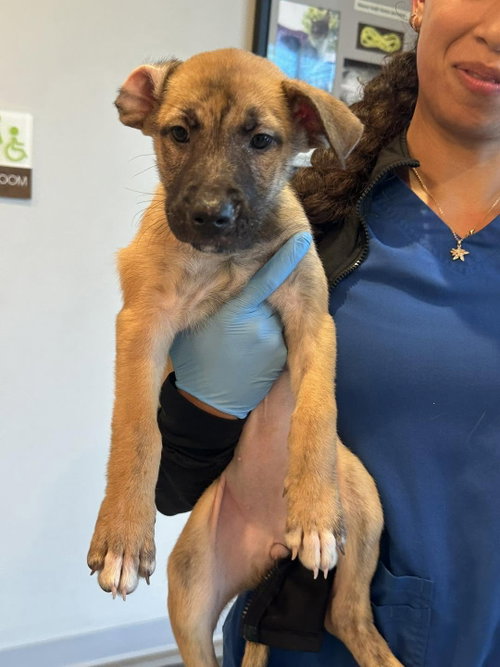 Potcake1, an adoptable German Shepherd Dog in New Smyrna Beach, FL