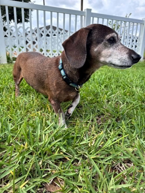 Jaxon, an adoptable Dachshund in New Smyrna Beach, FL