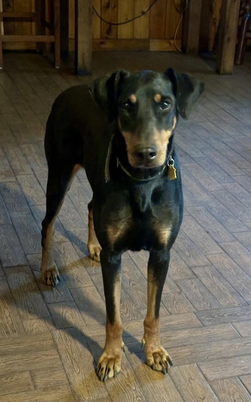 Raven, an adoptable Doberman Pinscher in New Smyrna Beach, FL