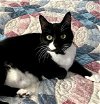 adoptable Cat in germantown, MD named Hallie