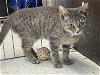 adoptable Cat in , MD named Kittens Kittens Kittens