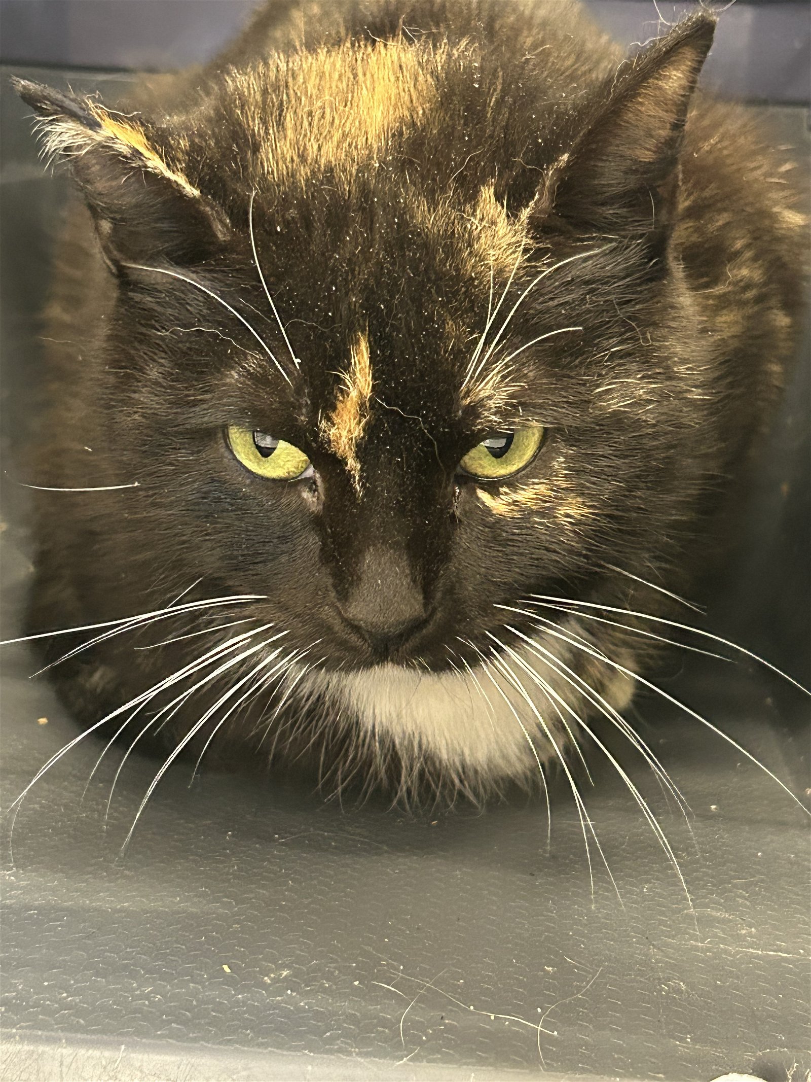adoptable Cat in Germantown, MD named Summer