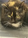 adoptable Cat in germantown, md, MD named Summer