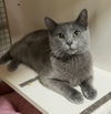 adoptable Cat in leesburg, VA named Griffin